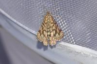 Chiasmia clathrata