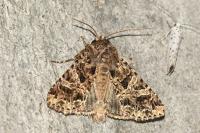 Hadena bicruris