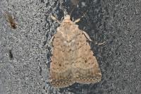 Caradrina clavipalpis