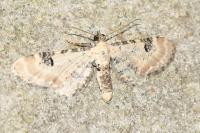 Eupithecia centaureata