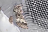 Drymonia querna