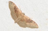 Idaea degeneraria
