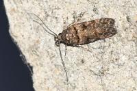 Teleiopsis diffinis