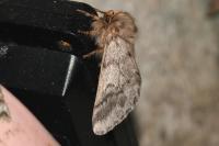 Thaumetopoea pityocampa