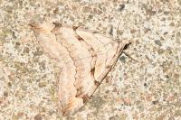 Aplocera efformata/plagiata