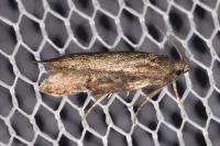 Gelechia sororculella