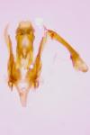 Gelechia sororculella