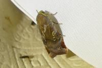 Noctua janthe/janthina