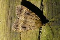 Amphipyra pyramidea