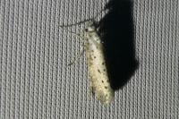 Yponomeuta rorrella