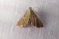 Endotricha flammealis