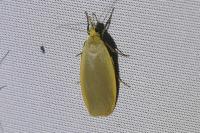 Collita griseola