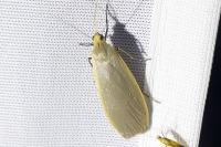Collita griseola