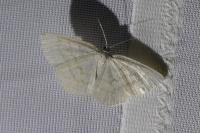 Cabera exanthemata