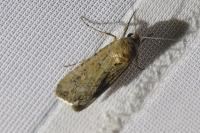 Spodoptera exigua