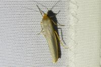Manulea complana