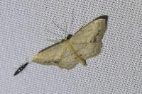 Idaea dimidiata
