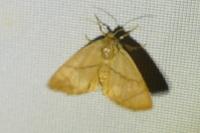 Apoda limacodes
