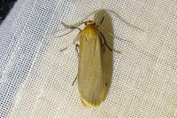 Katha depressa