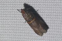Acrobasis advenella