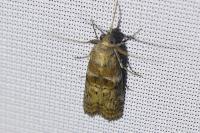 Phycita roborella