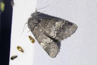 Drymonia querna