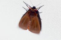 Phragmatobia fuliginosa