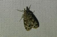 Eudonia mercurella