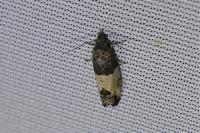 Spilonota ocellana