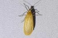 Wittia sororcula