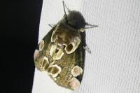 Thyatira batis