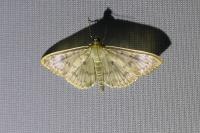 Patania ruralis