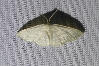 Idaea subsericeata