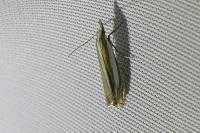 Crambus pascuella