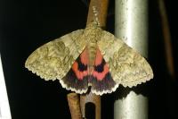 Catocala nupta