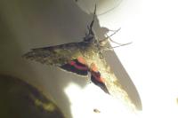 Catocala nupta