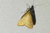 Udea ferrugalis