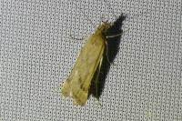 Synaphe punctalis