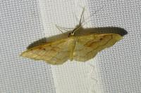 Idaea rubraria