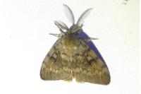 Lymantria dispar