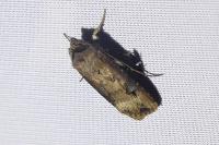 Agrotis ipsilon