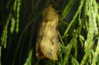 Agrotis ipsilon