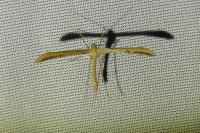 Emmelina argoteles/monodactyla