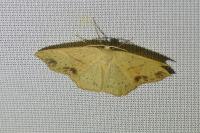 Cyclophora punctaria