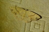 Cyclophora punctaria