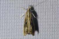 Catoptria verellus