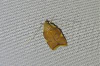 Carcina quercana