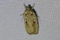 Agonopterix ocellana