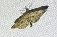 Peribatodes rhomboidaria