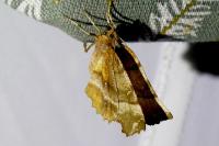 Selenia dentaria